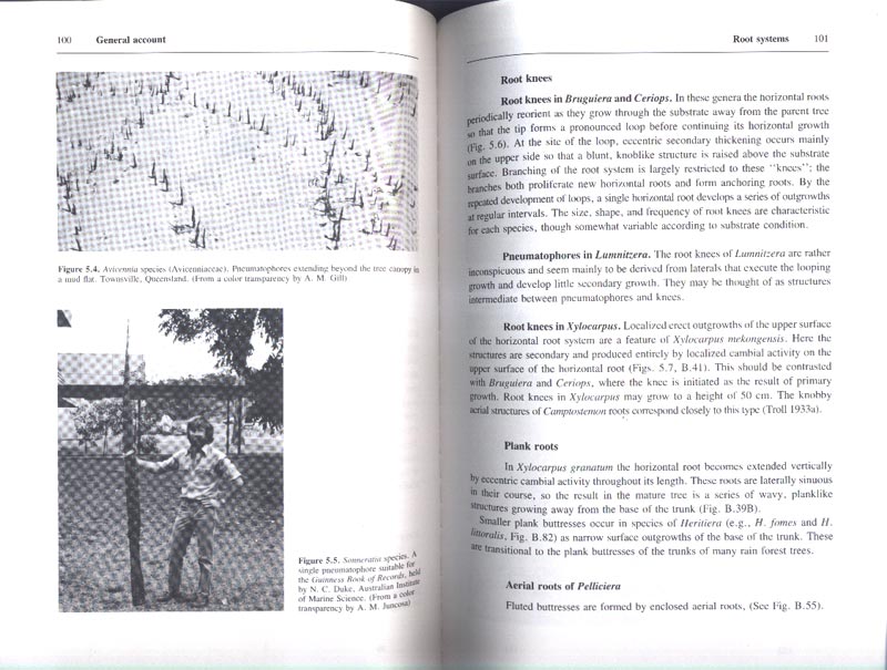 The Botany of Mangroves - aus dem Buch